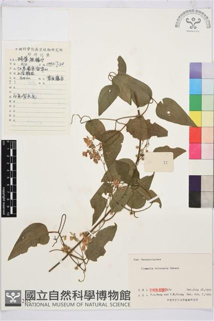 威靈仙藏品圖，第1張