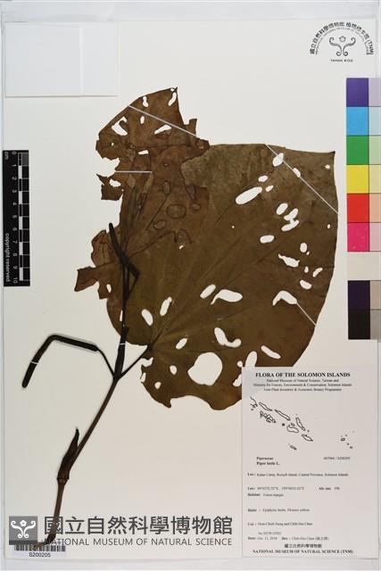 荖藤、荖葉藏品圖，第1張