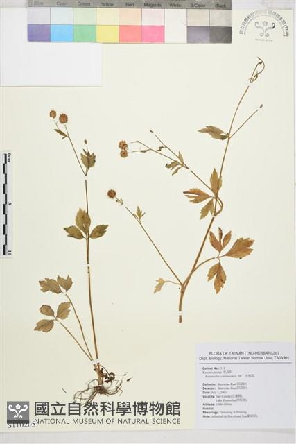 水辣菜、禺毛茛藏品圖，第1張