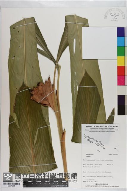 登錄號:S201205藏品圖，第1張