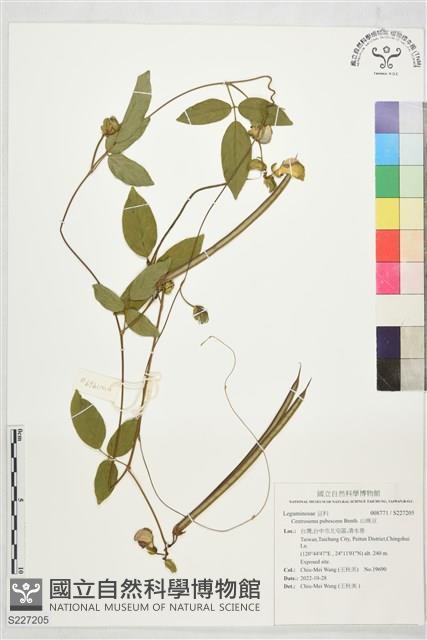 山珠豆藏品圖，第1張