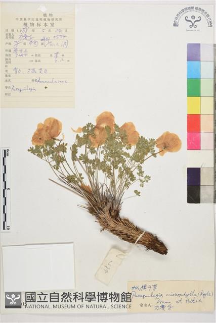 假耬斗菜藏品圖，第1張