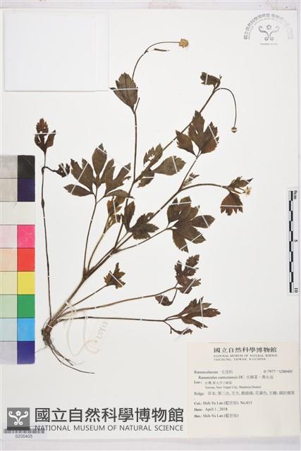 水辣菜、禺毛茛藏品圖，第1張