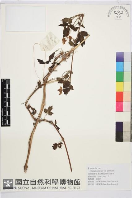 刺鐵線蓮藏品圖，第1張