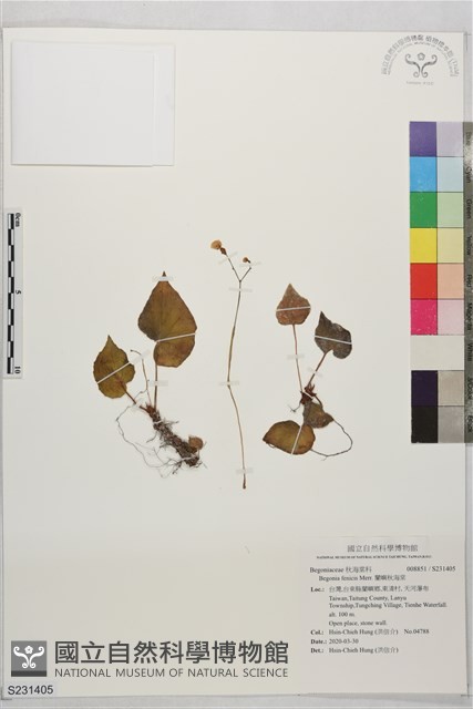 蘭嶼秋海棠藏品圖，第1張