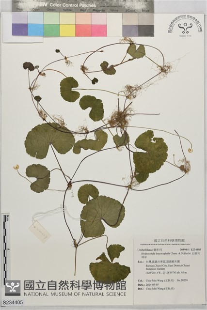 白頭天胡荽藏品圖，第1張