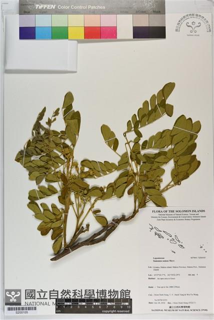 雨豆樹藏品圖，第1張