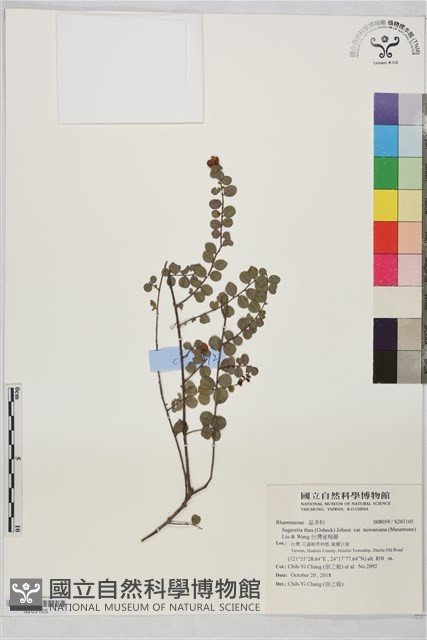 台灣雀梅藤藏品圖，第1張