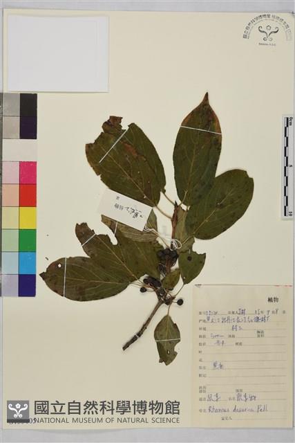 鼠李、臭李子藏品圖，第1張