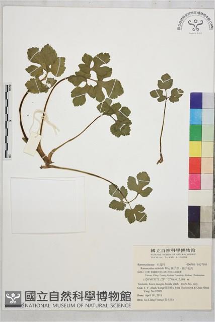 辣子草、揚子毛茛藏品圖，第1張