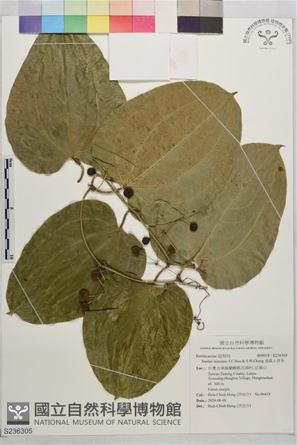 海島土茯苓藏品圖，第1張
