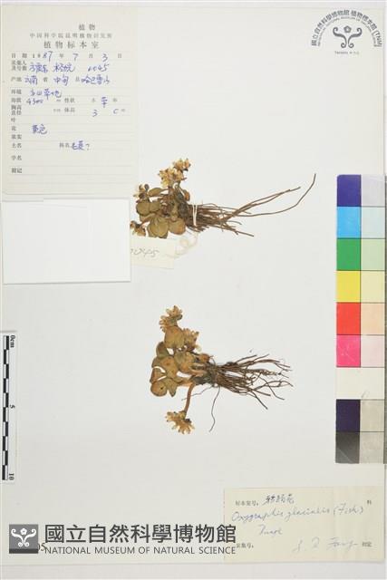 鴉跖花藏品圖，第1張