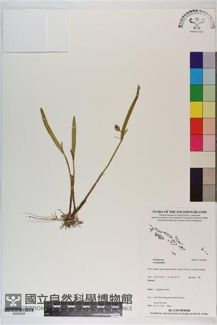 登錄號:S200305藏品圖，第1張