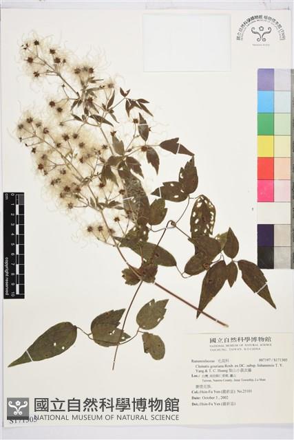 梨山小蓑衣藤藏品圖，第1張