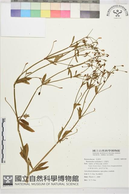 石龍芮藏品圖，第1張