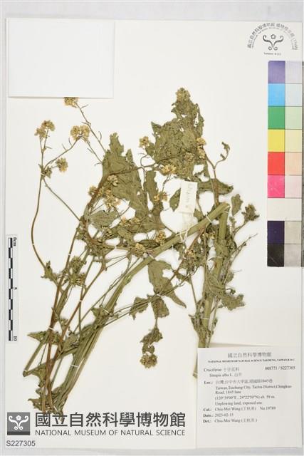 白芥藏品圖，第1張