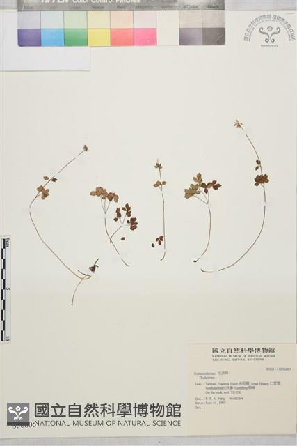 登錄號:S036805藏品圖，第1張