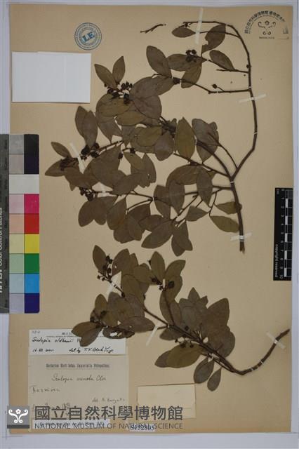 魯花樹藏品圖，第1張