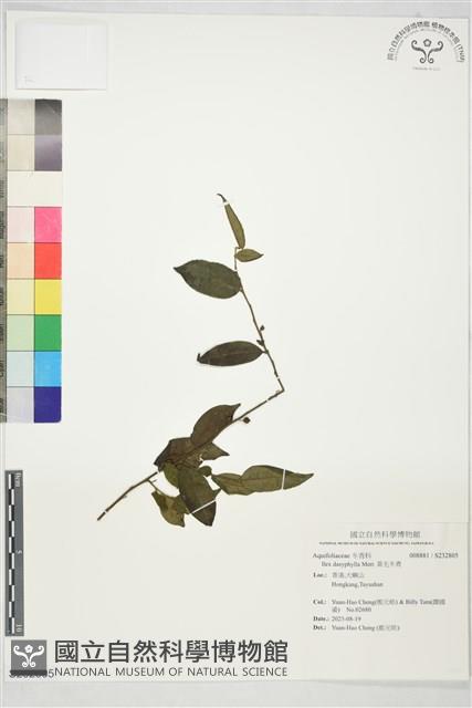 黃毛冬青藏品圖，第1張