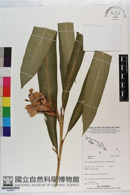 登錄號:S200805藏品圖，第1張