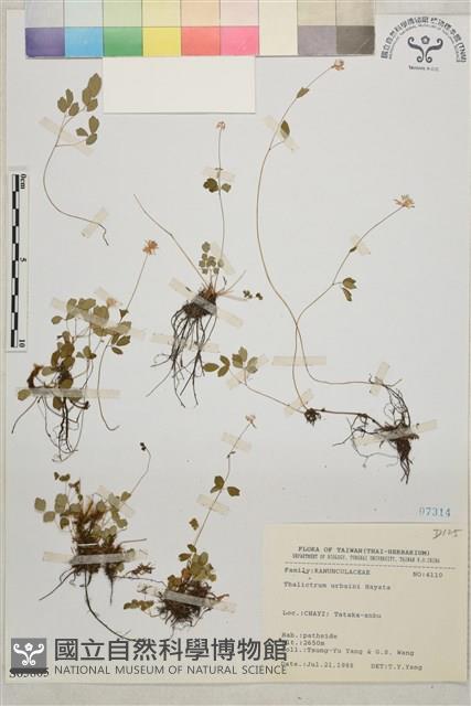 傅氏唐松草藏品圖，第1張