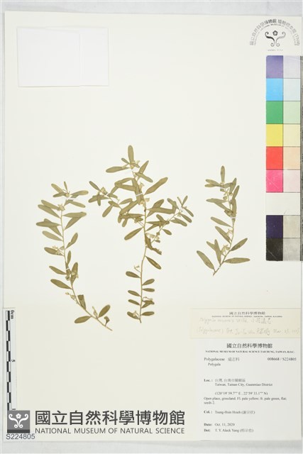 無柄花瓜子金、白花遠志藏品圖，第1張