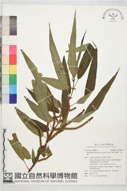 密花苧麻、木苧麻藏品圖，第1張