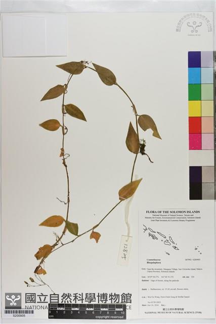 登錄號:S200905藏品圖，第1張