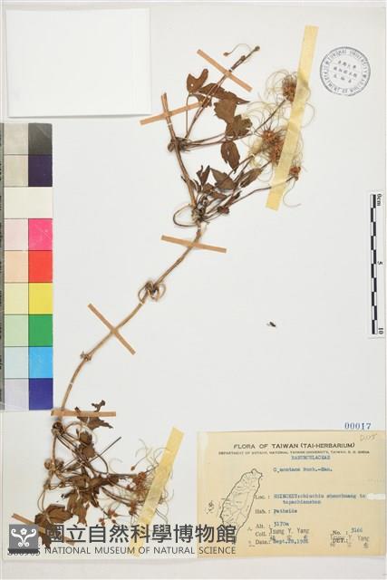 繡球藤藏品圖，第1張