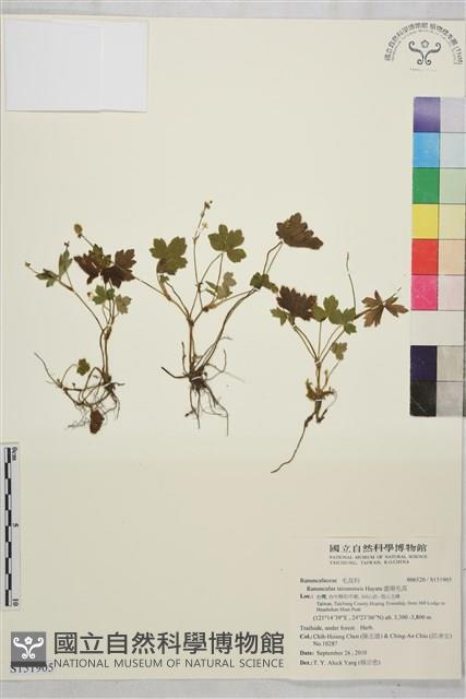 鹿場毛茛藏品圖，第1張