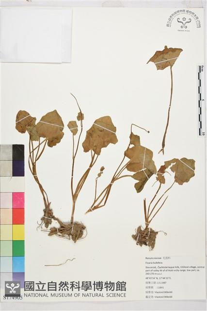 登錄號:S174905藏品圖，第1張