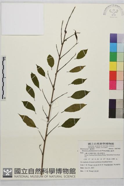 畢祿山鼠李藏品圖，第1張