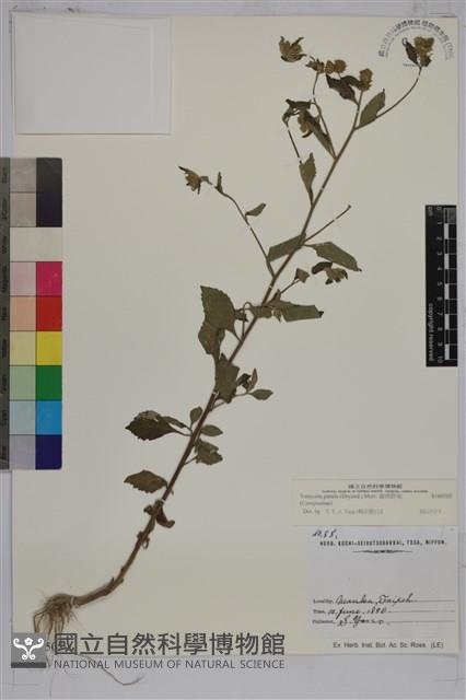 嶺南野菊藏品圖，第1張