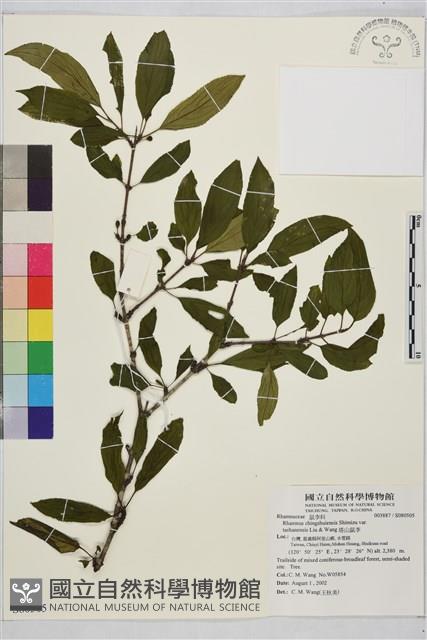 塔山鼠李藏品圖，第1張