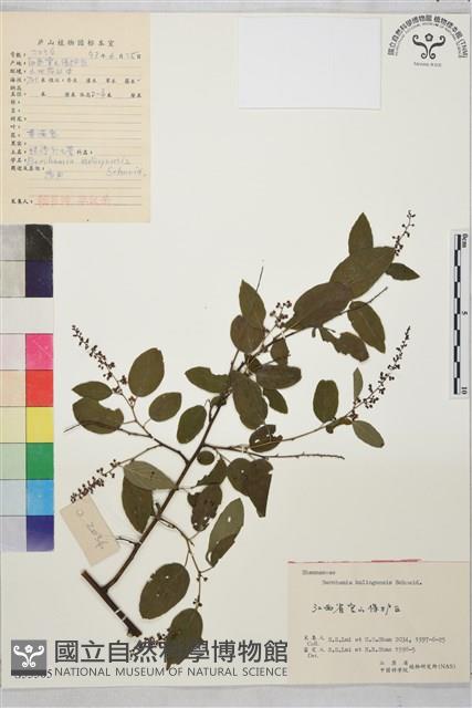 牯嶺勾兒菜, 臺灣黃鱔藤藏品圖，第1張