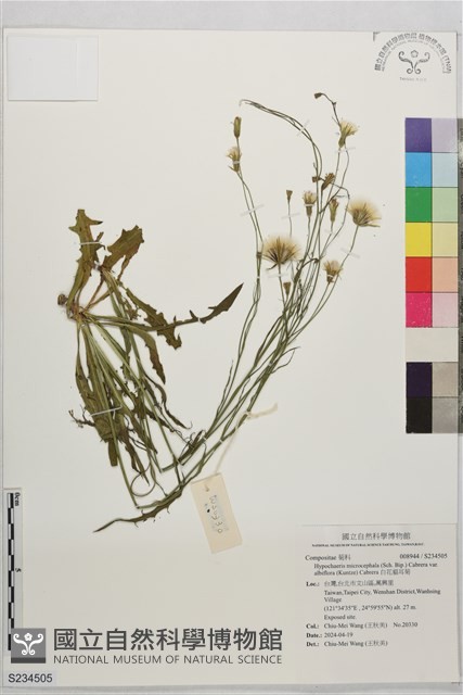 白花貓耳菊藏品圖，第1張