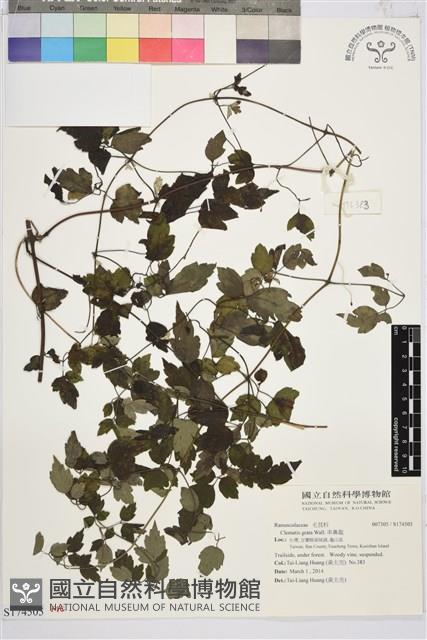 串鼻龍藏品圖，第1張