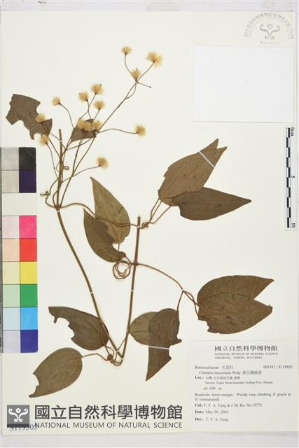 麥氏鐵線蓮藏品圖，第2張