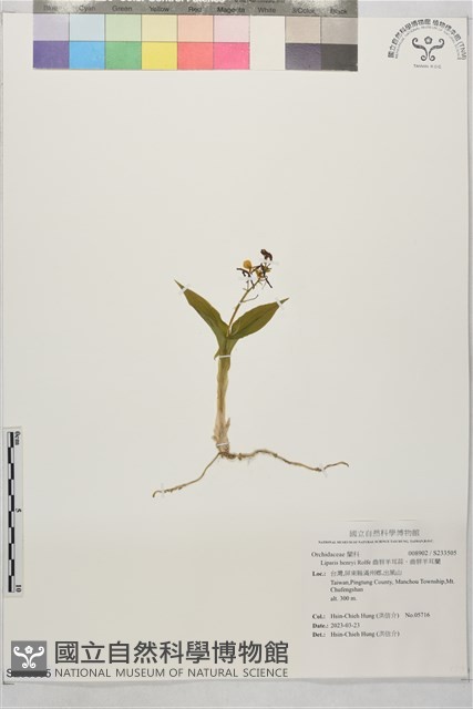 齒唇羊耳蒜、齒唇羊耳蘭藏品圖，第1張