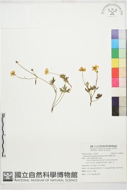 蓬萊毛茛藏品圖，第1張