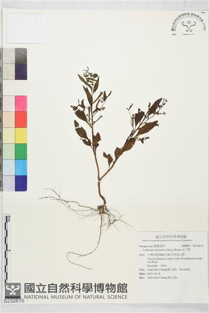 水丁香藏品圖，第1張