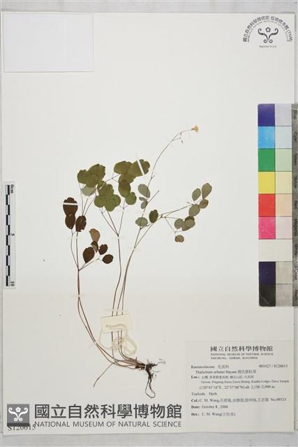 傅氏唐松草藏品圖，第1張