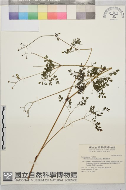 密葉唐松草藏品圖，第1張