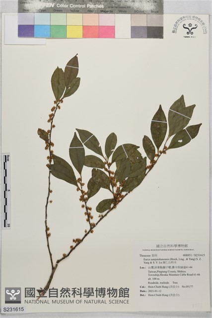 南仁山柃木藏品圖，第1張