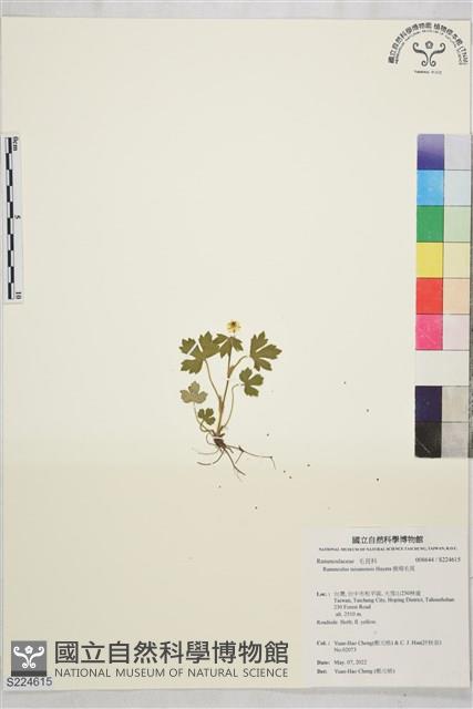 鹿場毛茛藏品圖，第1張