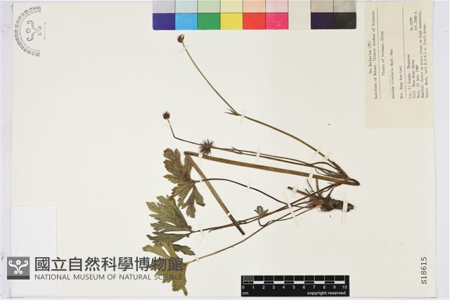 草玉梅藏品圖，第1張