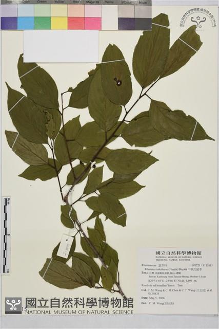 中原氏鼠李藏品圖，第1張