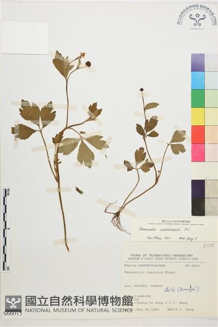 水辣菜、禺毛茛藏品圖，第1張