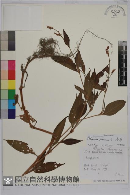 春蓼藏品圖，第1張