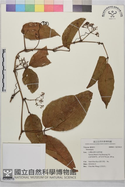 登錄號:S235015藏品圖，第1張